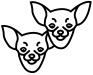 chihuahuakoppen