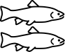 forellen
