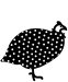 parelhoentje