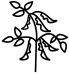sojaplant