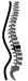 wervelkolom